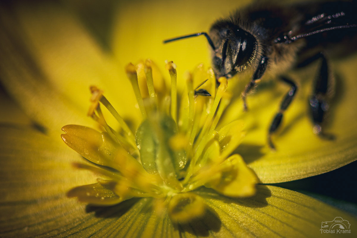 Honigbiene - Mettenbach