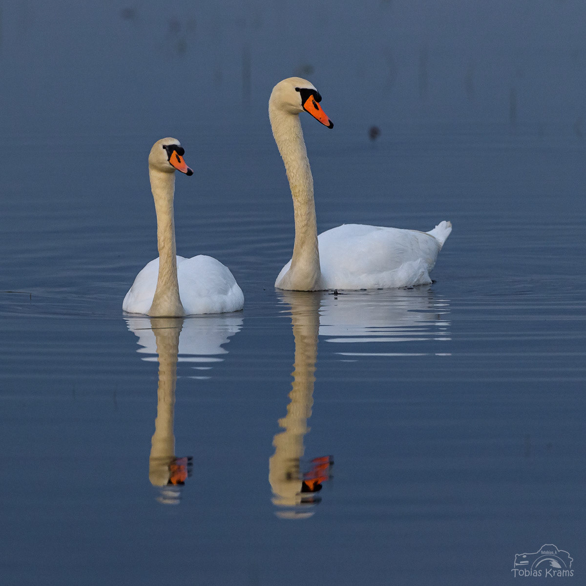 Höckerschwäne - Kreuzstauden 2024