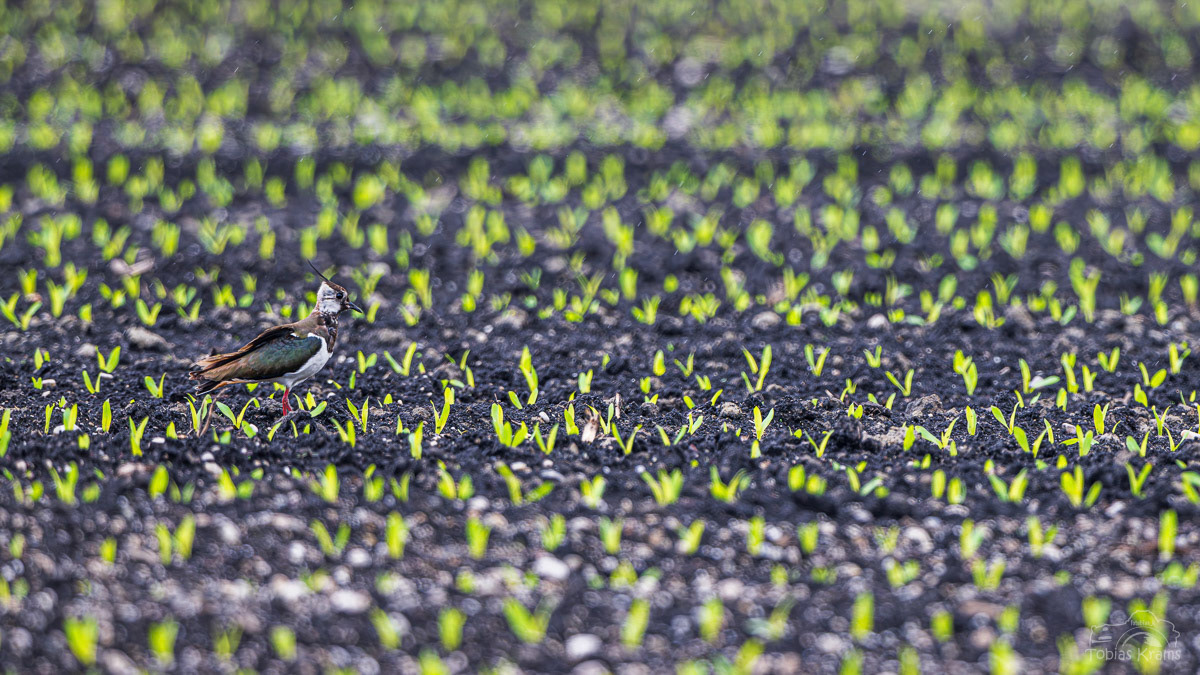 Kiebitz im Regen - Mettenbacher Moos 2024