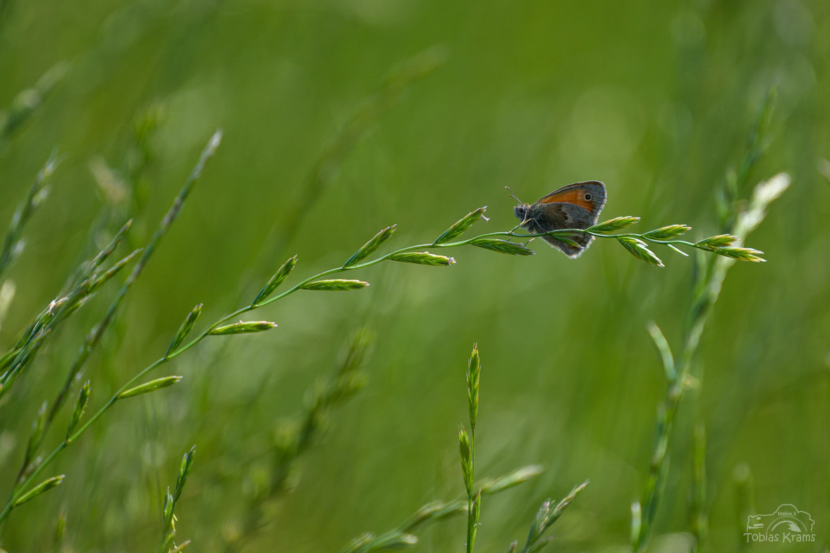 kleines Wiesenvögelchen - Mettenbacher Moos 2025