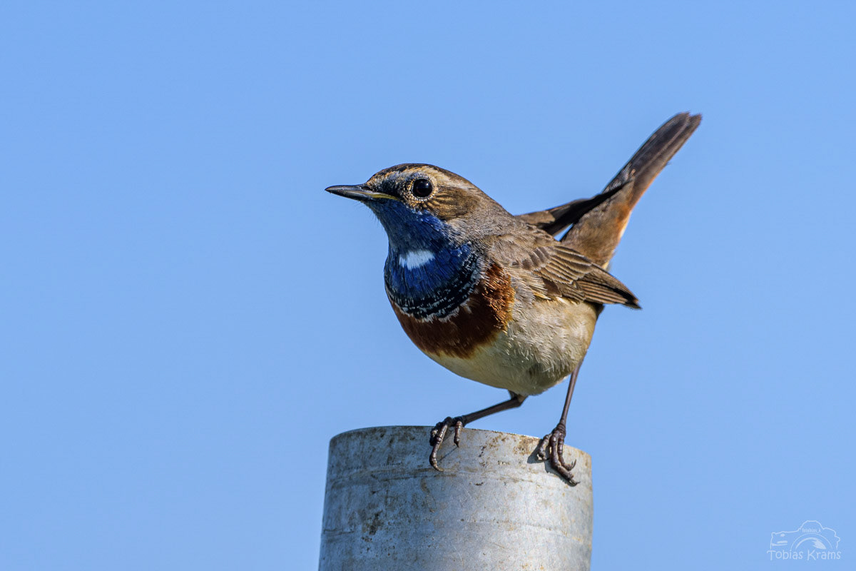 Blaukehlchen - Mettenbacher Moos 2024