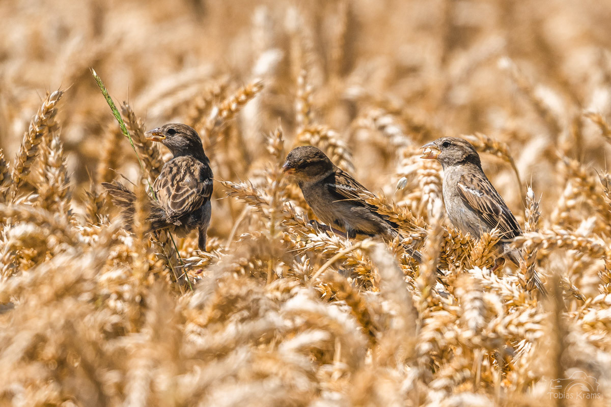 Korndiebe - Haussperlinge - Mettenbach 2024