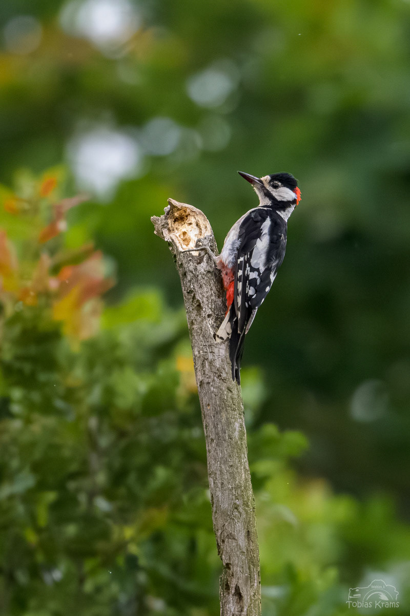Buntspecht - Mettenbach 2024
