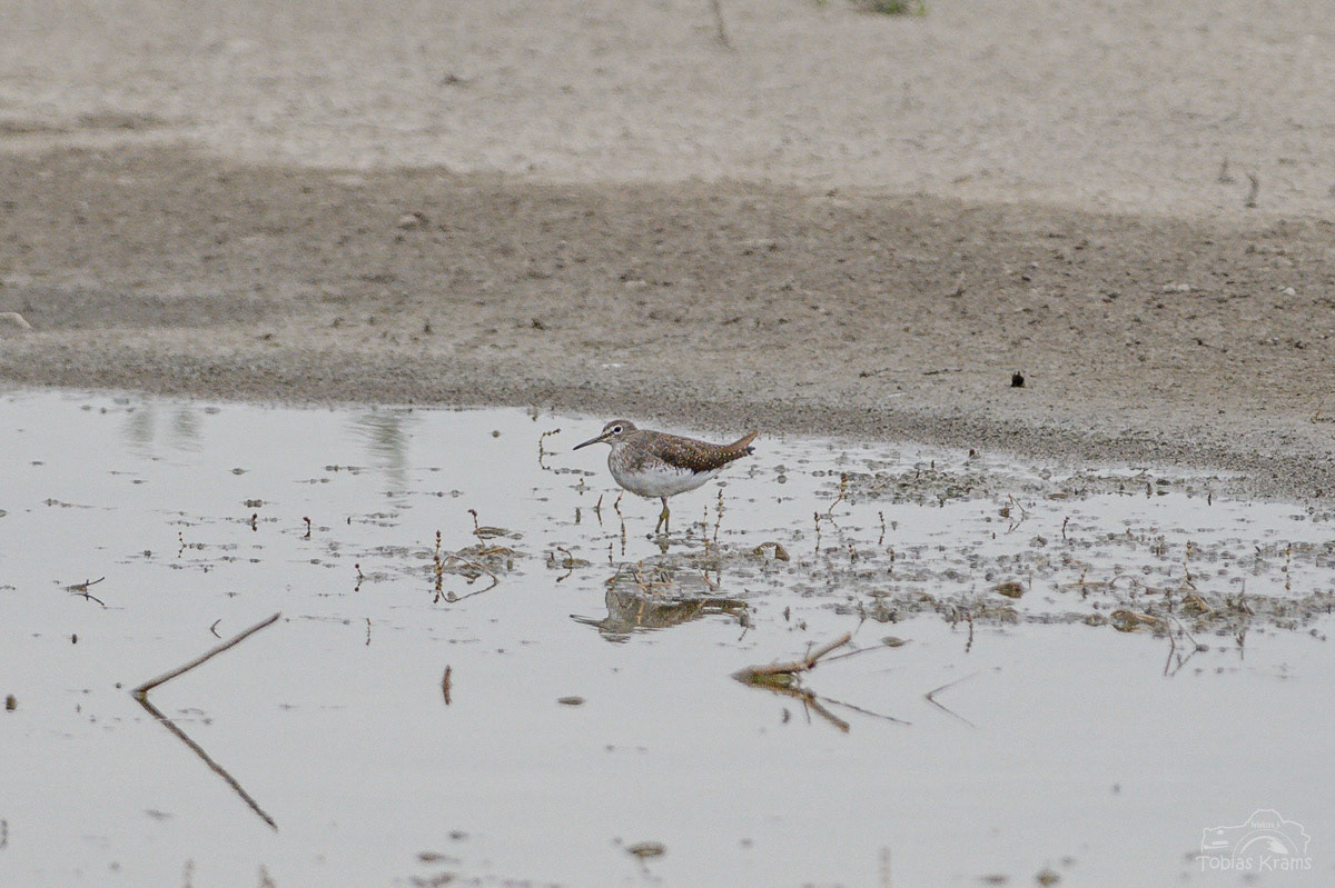 Waldwasserläufer - Kreuzstauden 2023