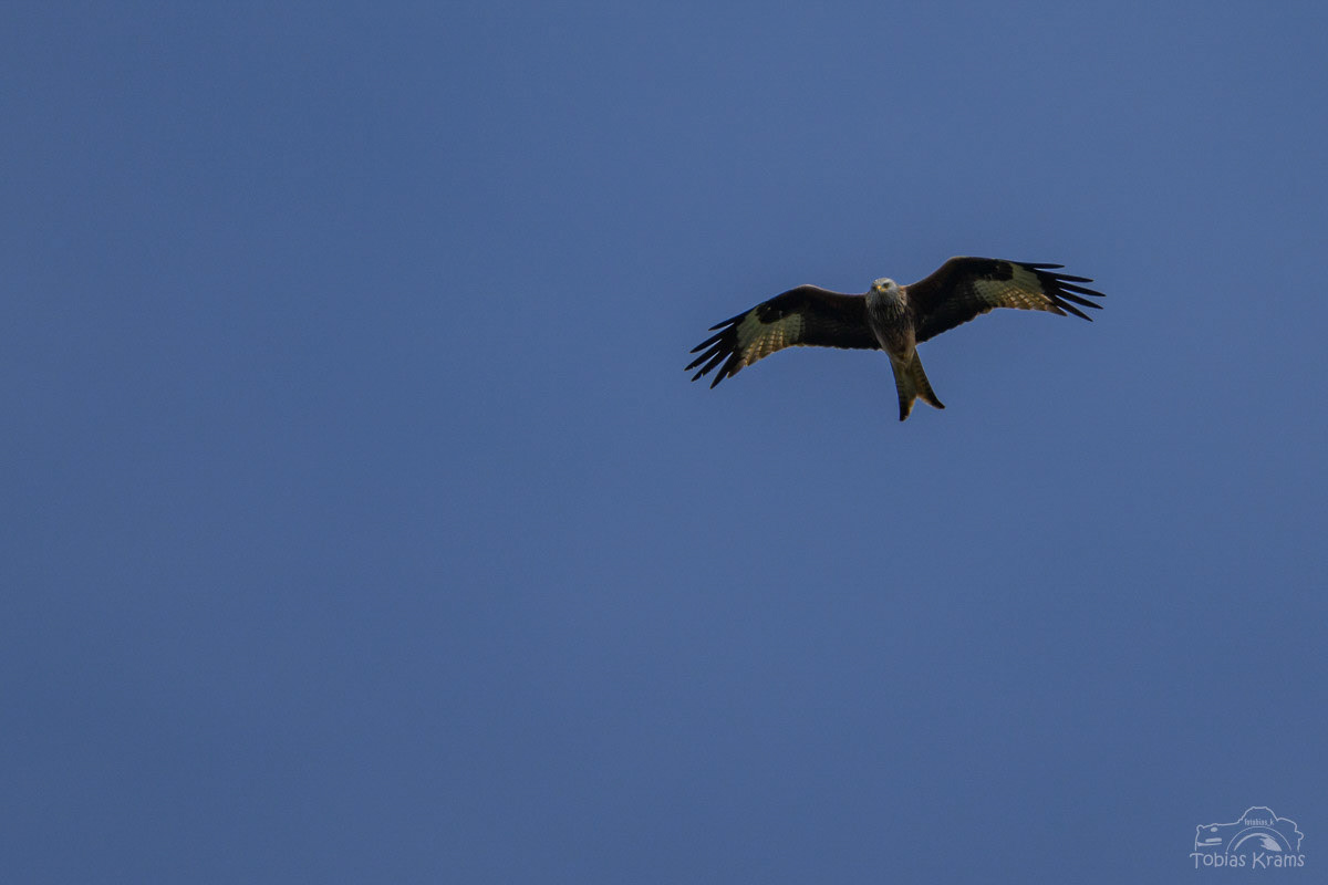 Rotmilan - Mettenbach 2025