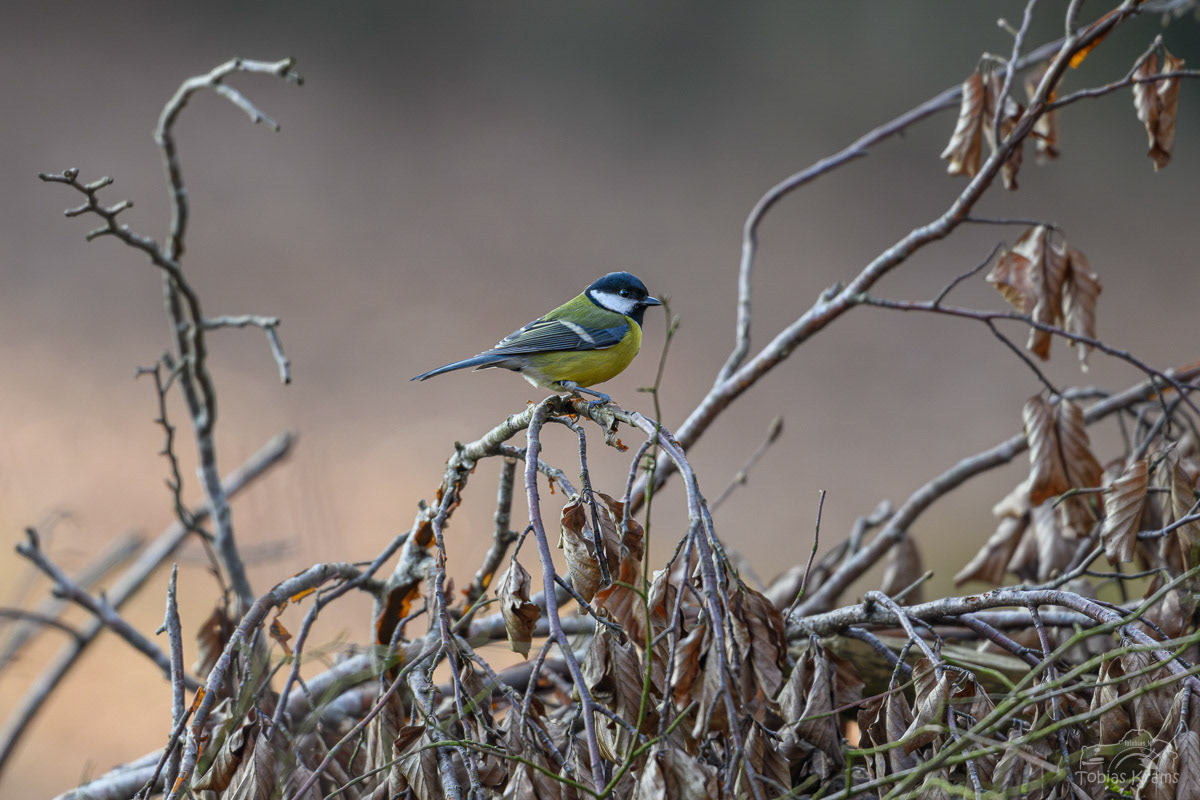 Kohlmeise - Mettenbach 2025