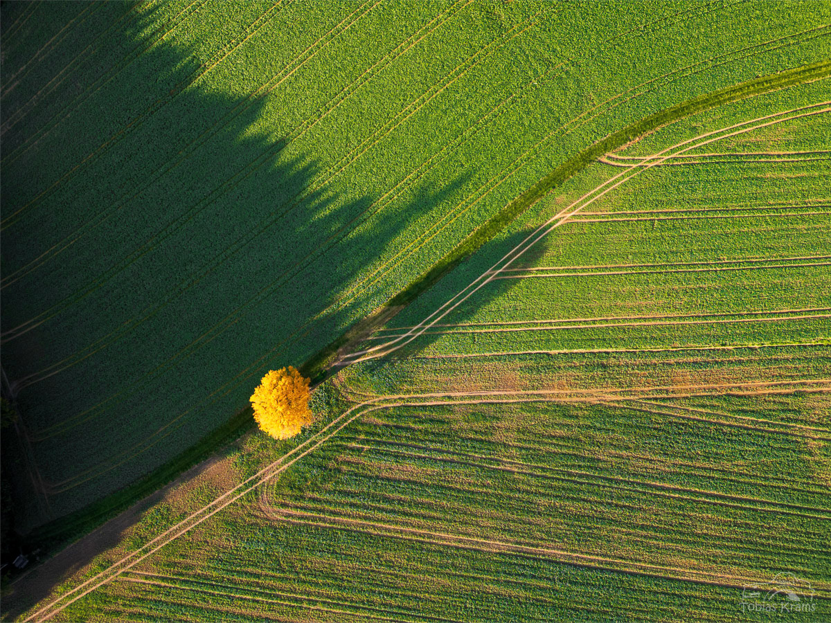 Buche von oben - Mettenbach 2024