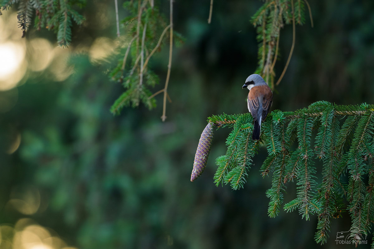 Neuntöter - Mettenbach 2024