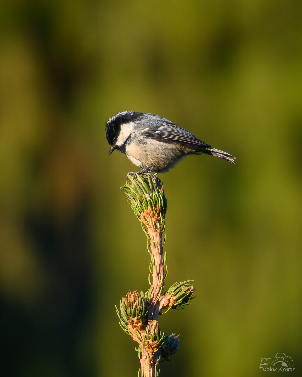 Tannenmeise - Mettenbach 2025