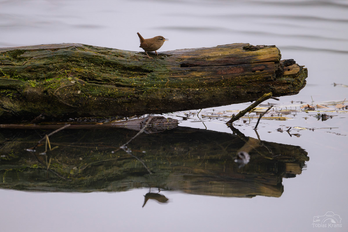 Zaunkönig Altheim 2024