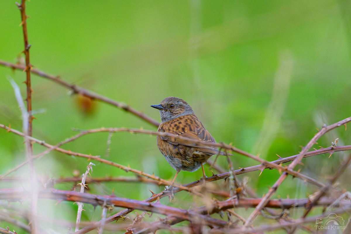 Heckenbraunelle - Mettenbach 2025