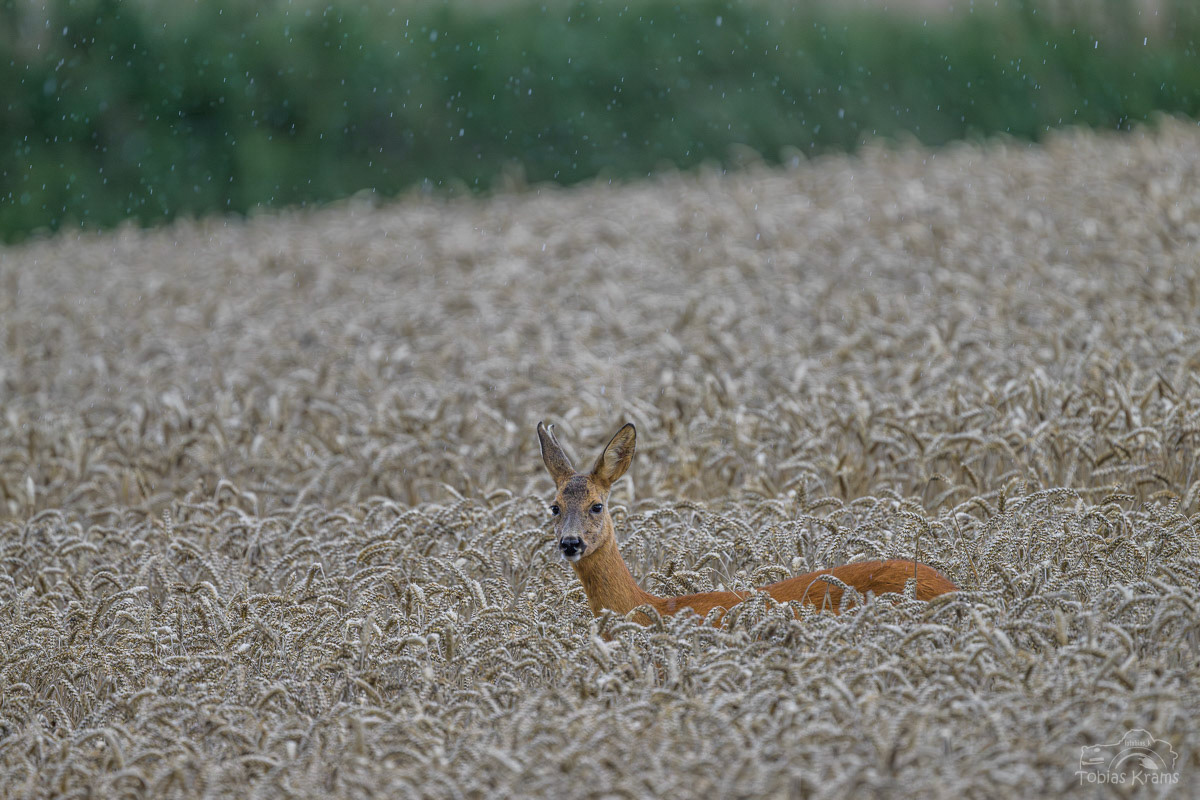 Reh im Regen - Mettenbach 2025