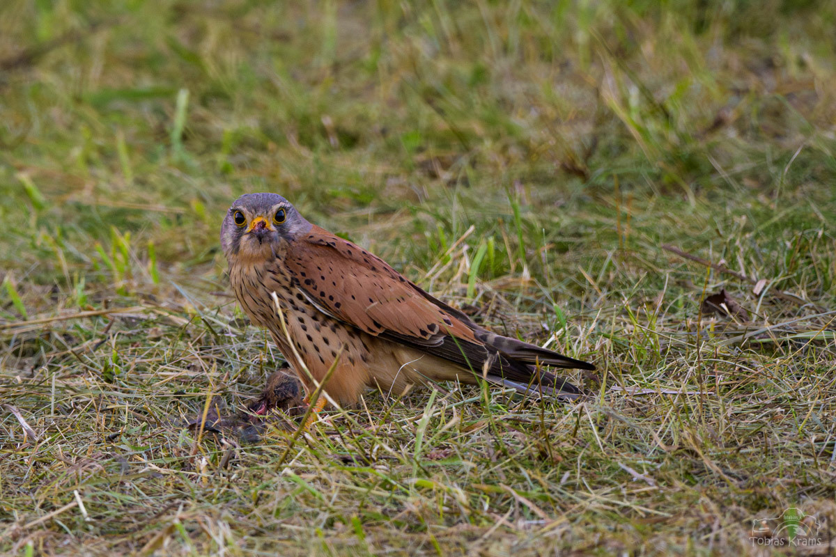 Turmfalke mit Beute - Mettenbach 2024
