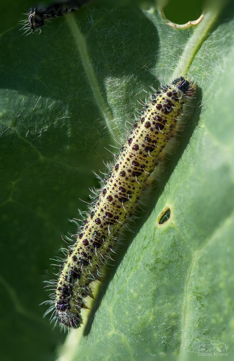 Kohlweißling Raupe - Mettenbach
