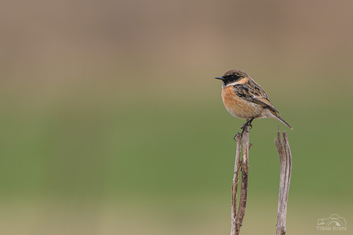 Schwarzkehlchen (Männchen) - Kreuzstauden 2024