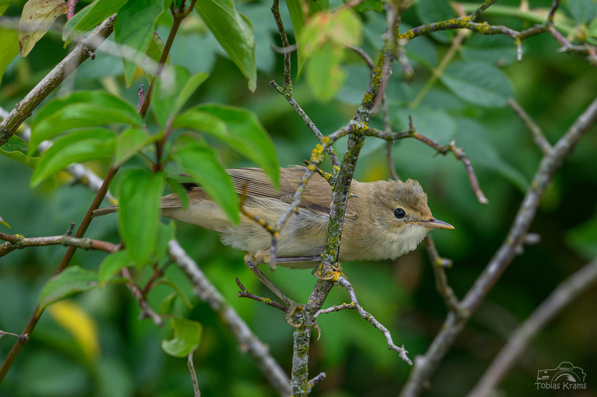 Sumpfrohrsänger - Mettenbach 2024
