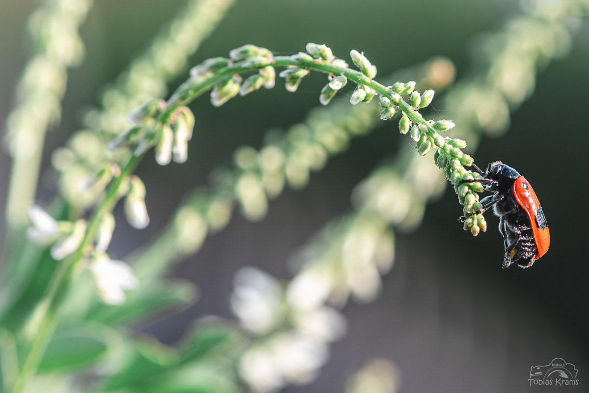 Ameisensackkäfer - Mettenbach