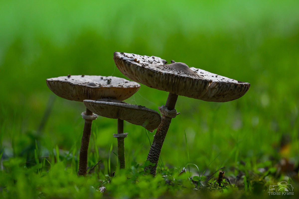 Parasol - Mettenbach