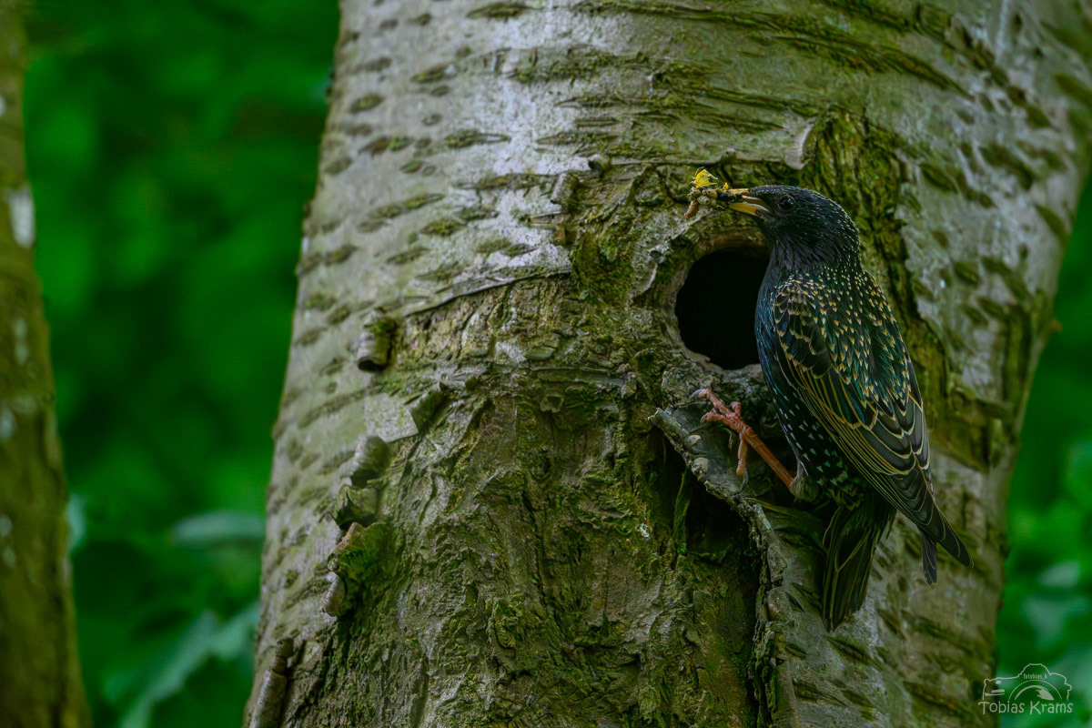 Star - Mettenbach 2025