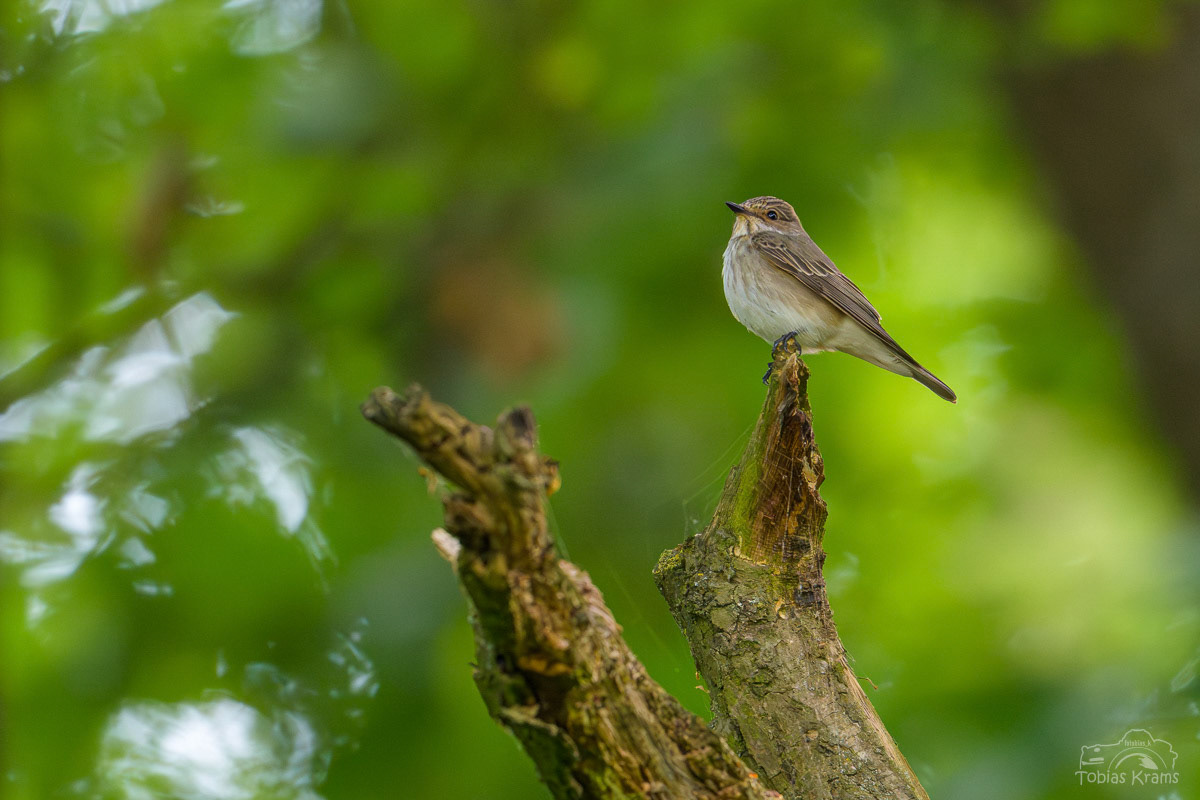 Grauschnäpper - Mettenbach 2025