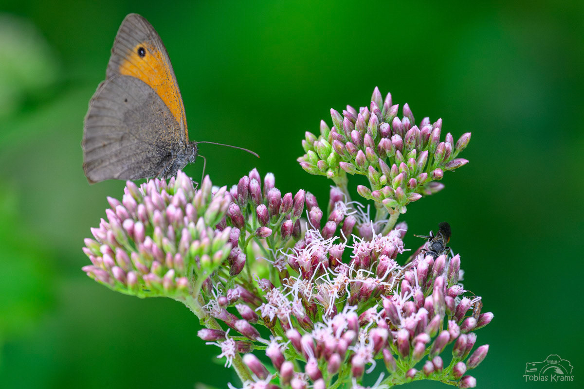 Großes Ochsenauge - Mettenbacher Moos 2025