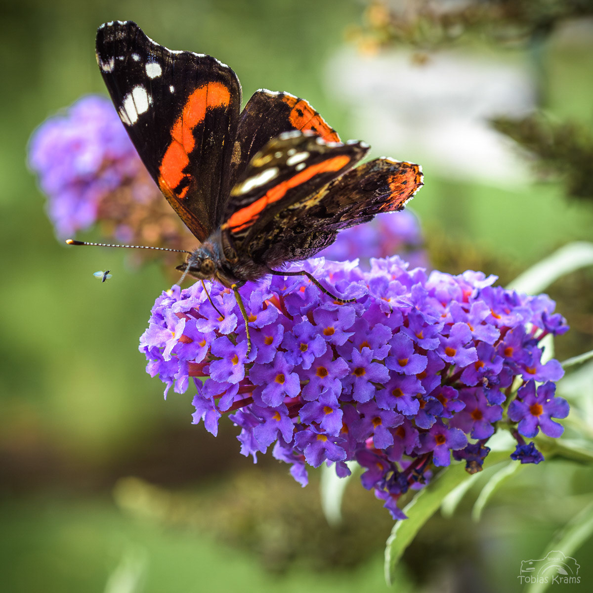 Auge in Auge mit dem Admiral - Mettenbach