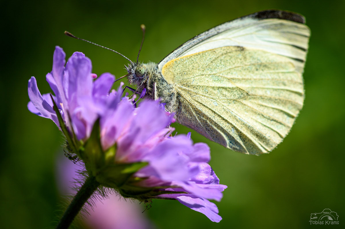 Kohlweißling - Mettenbach