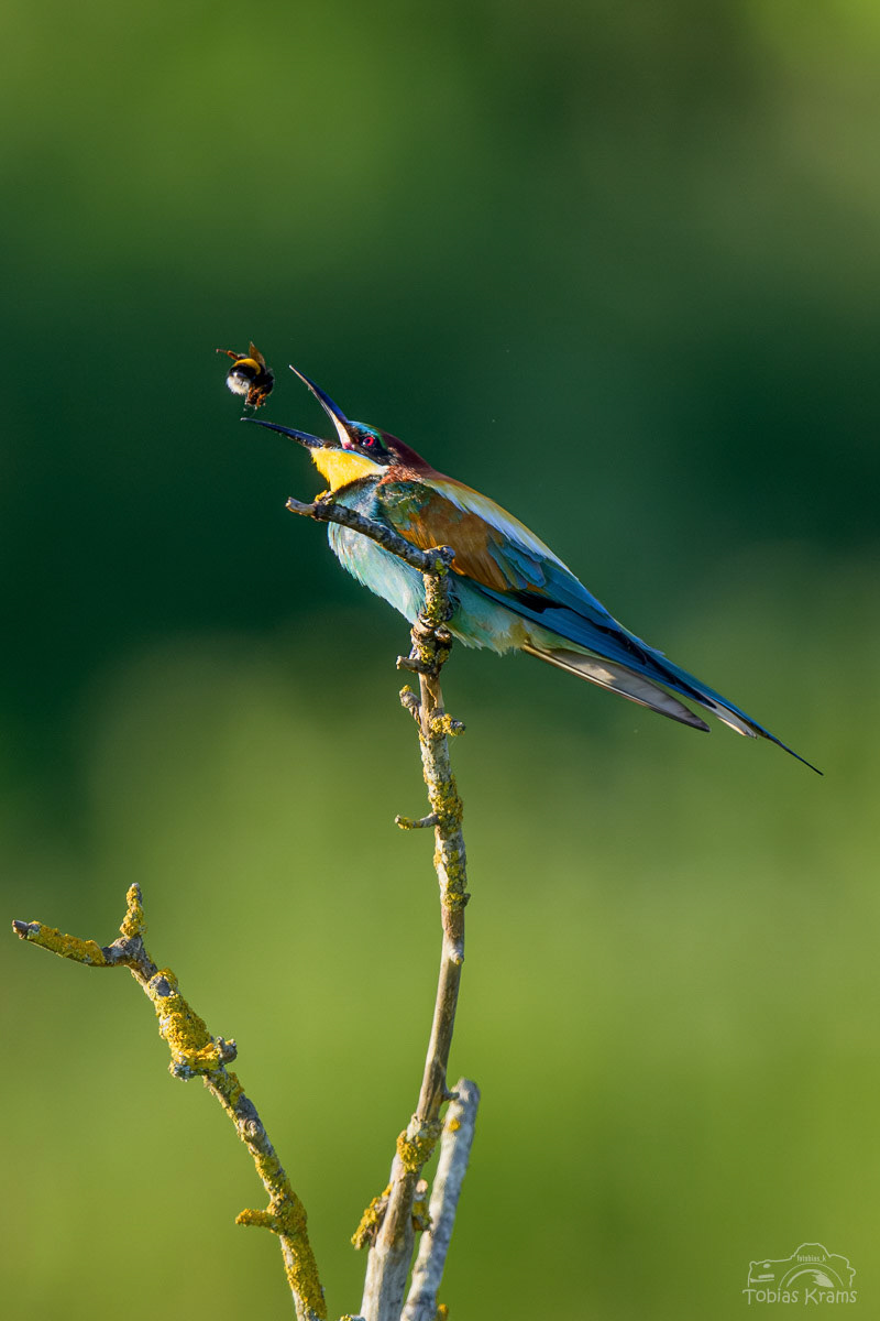 Bienenfresser - Mettenbach 2024