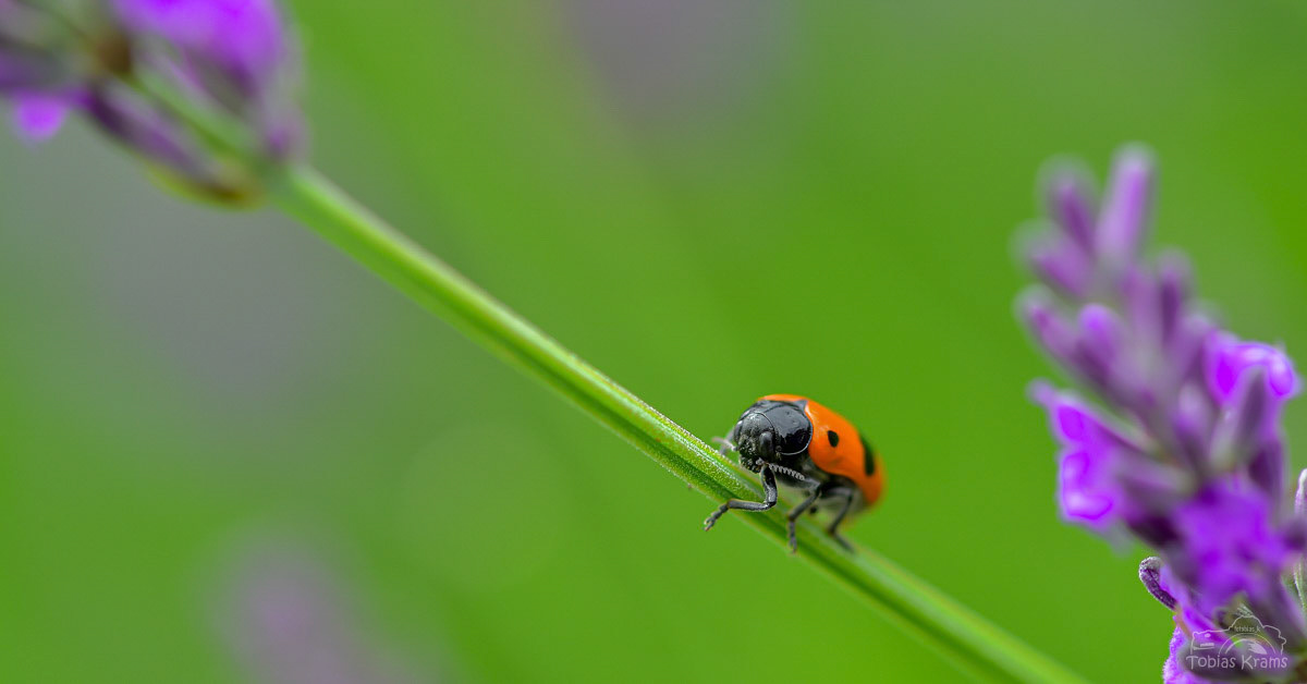 Ameisensackkäfer - Mettenbach