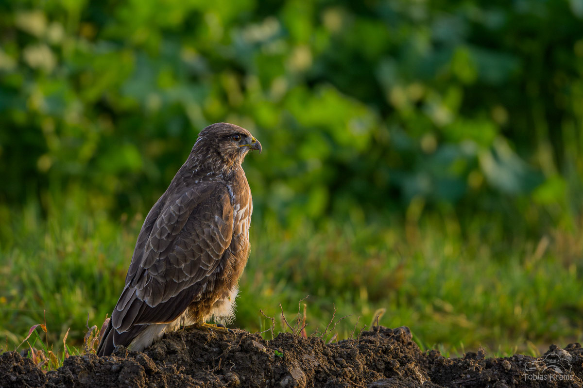 Mäusebussard - Unterwattenbacher Moos 2024