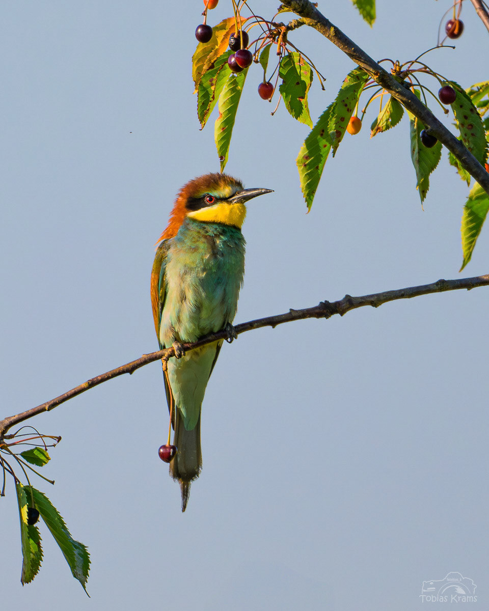 Bienenfresser - Mettenbach 2025