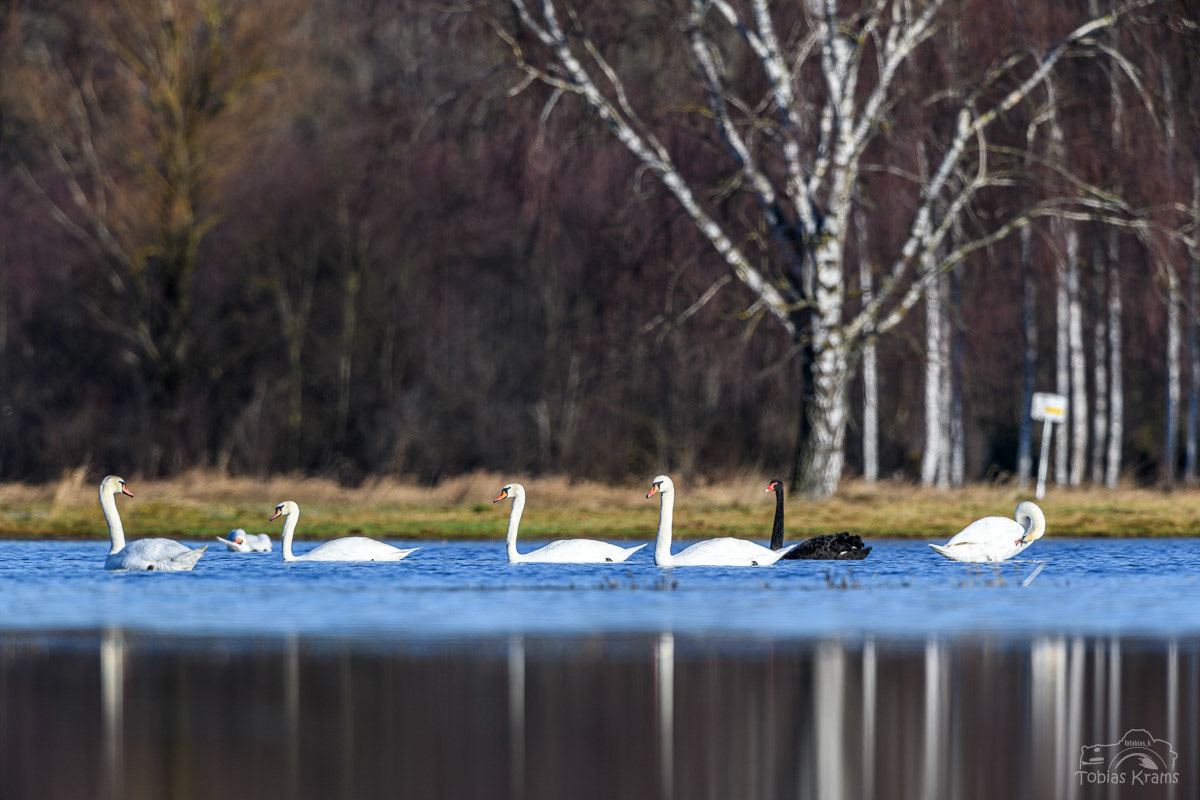 Schwarzer Schwan und Höckerschwäne - Mettenbacher Moos 2023