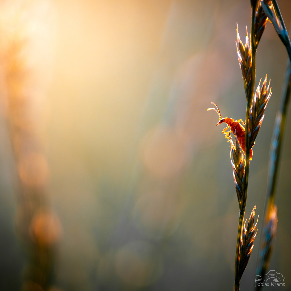 Rotgelber Weichkäfer im Abendlicht - Mettenbacher Moos