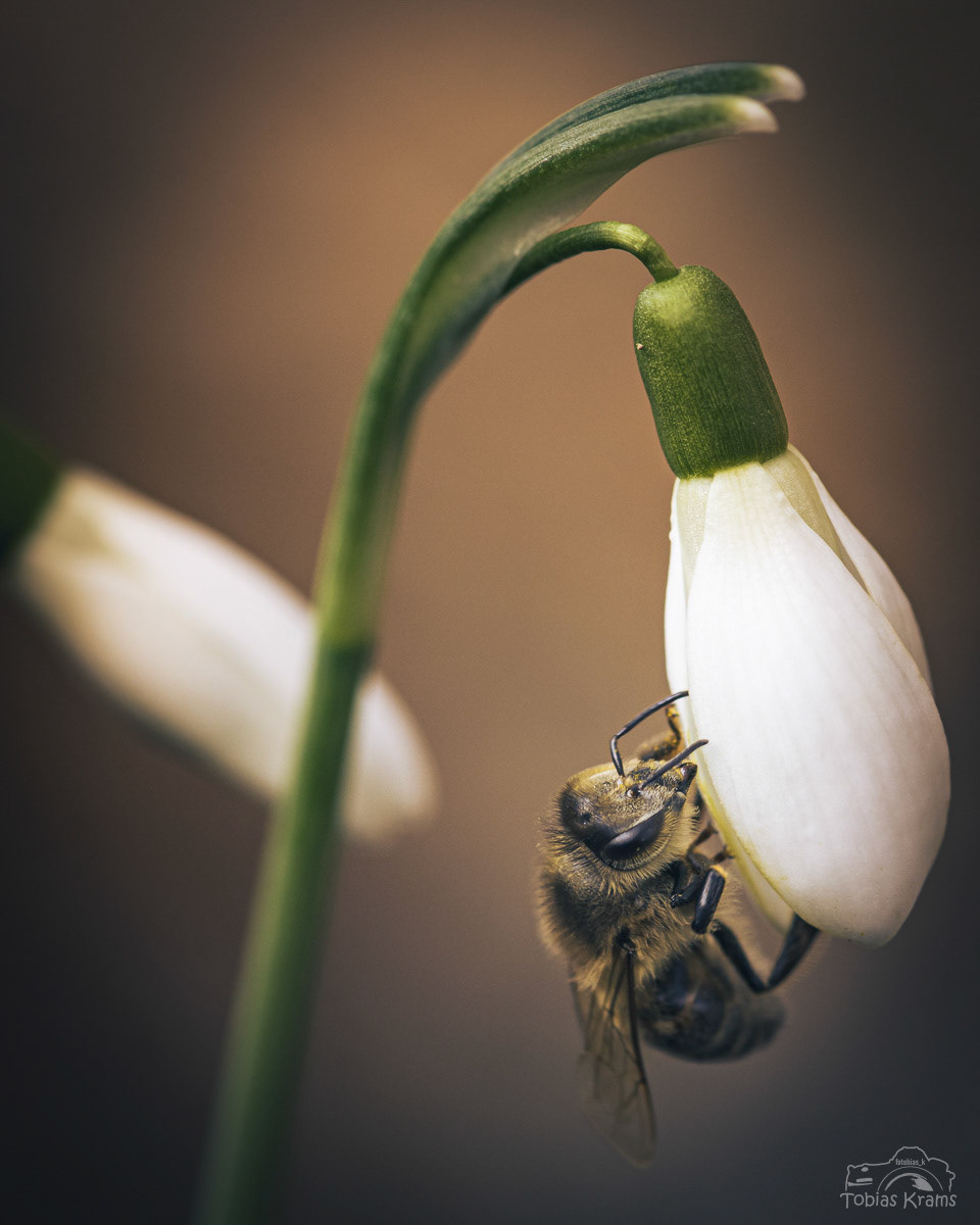 Honigbiene - Mettenbach