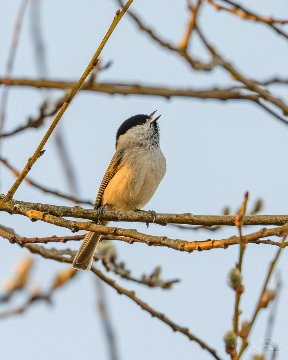Mönchsmeise (Weidenmeise) - Mettenbach 2025