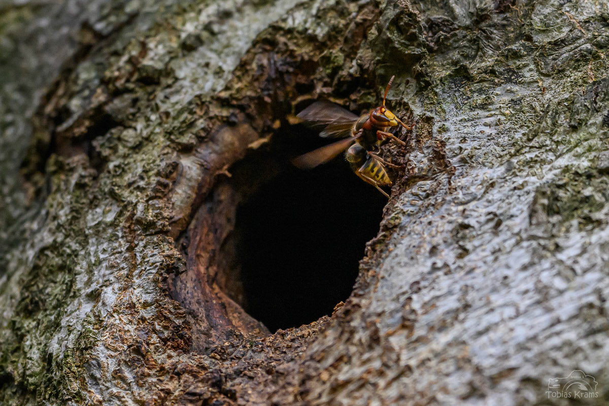 Wache und Klimaanlage - Hornisse vor dem Bau - Mettenbach 2024