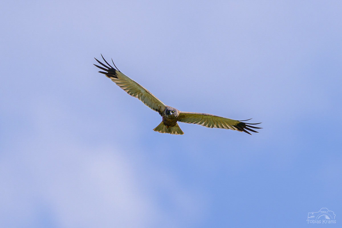 Rohrweihe (m) - Mettenbacher Moos 2025