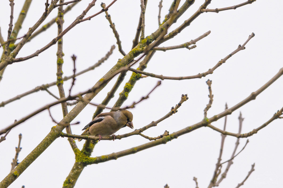 Kernbeißer - Altheim 2024