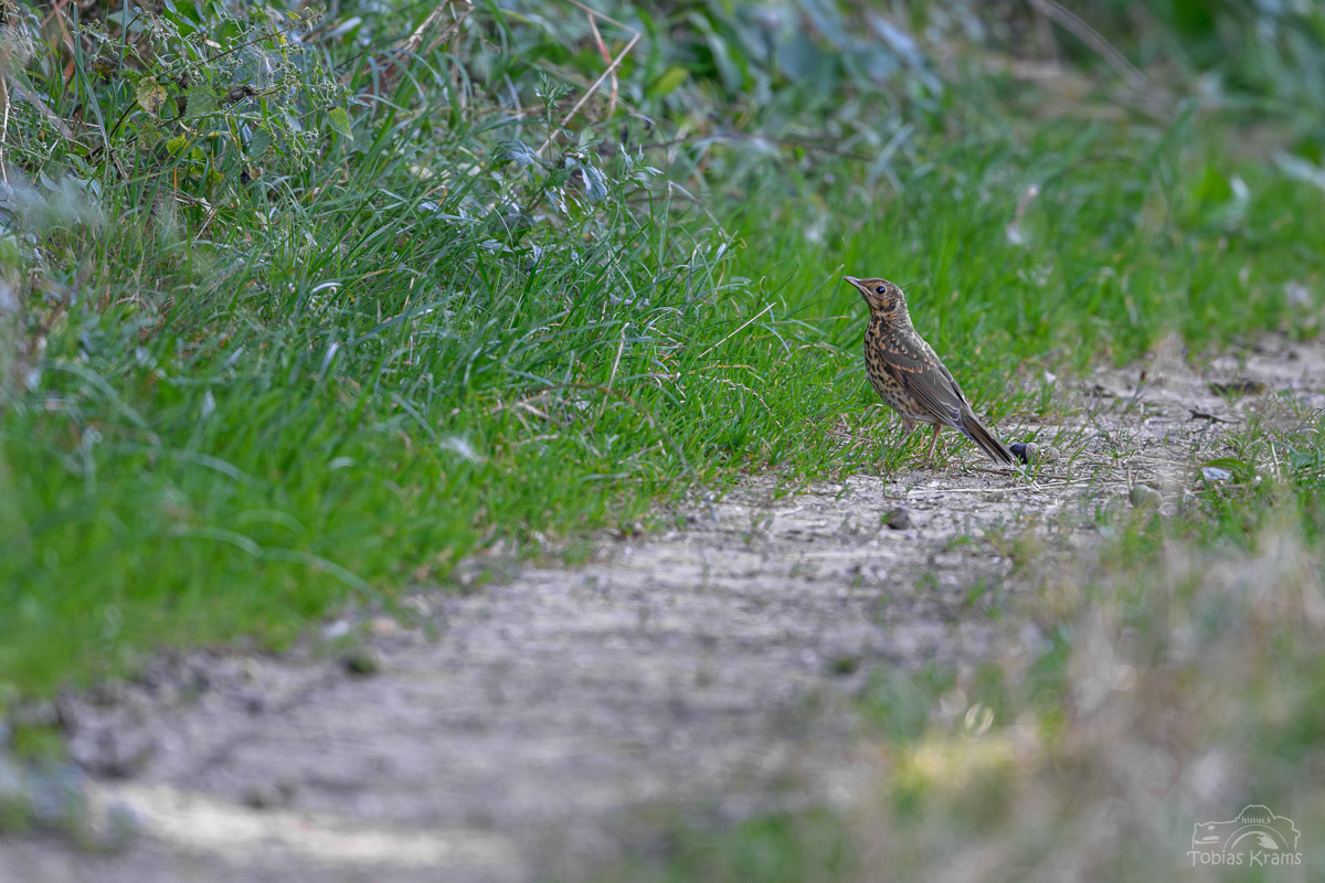 Singdrossel - Mettenbach 2024