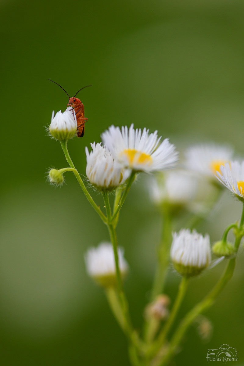 Roter Weichkäfer - Mettenbach