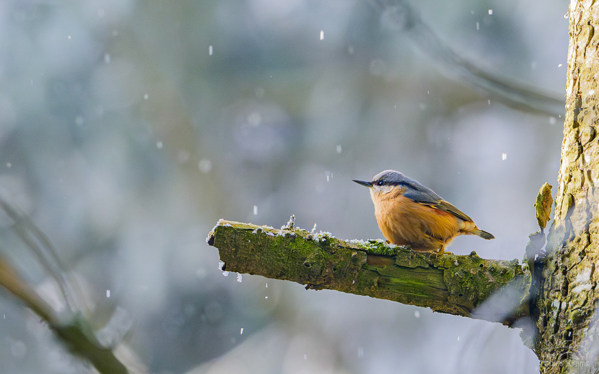 Kleiber Mettenbach 2025