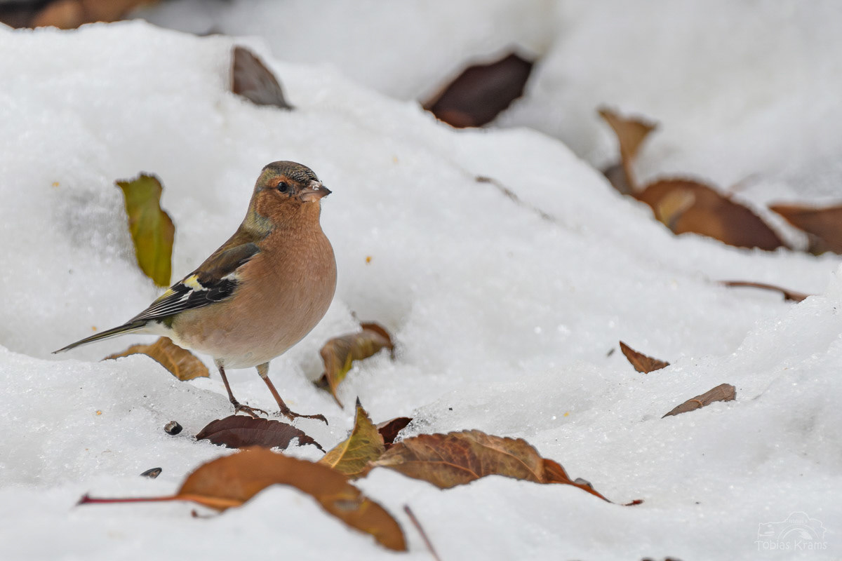 Buchfink - Mettenbach 2023