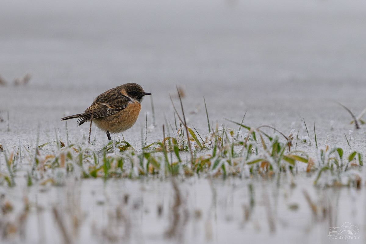 Schwarzkehlchen (m) - Mettenbacher Moos
