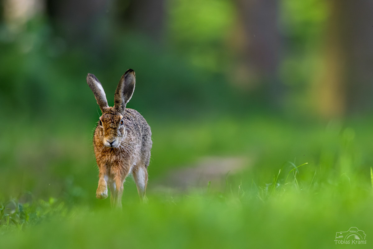 Feldhase - Mettenbach 2024