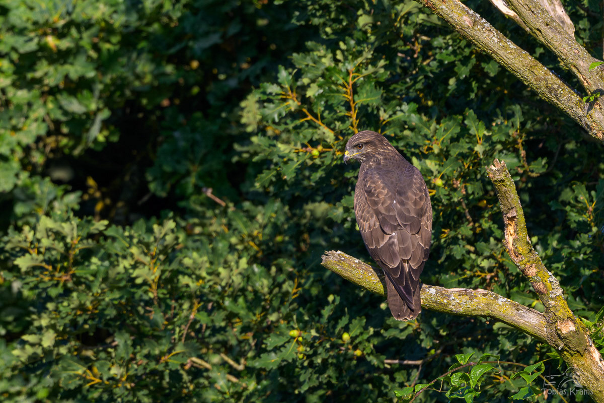 Mäusebussard - Mettenbach 2025