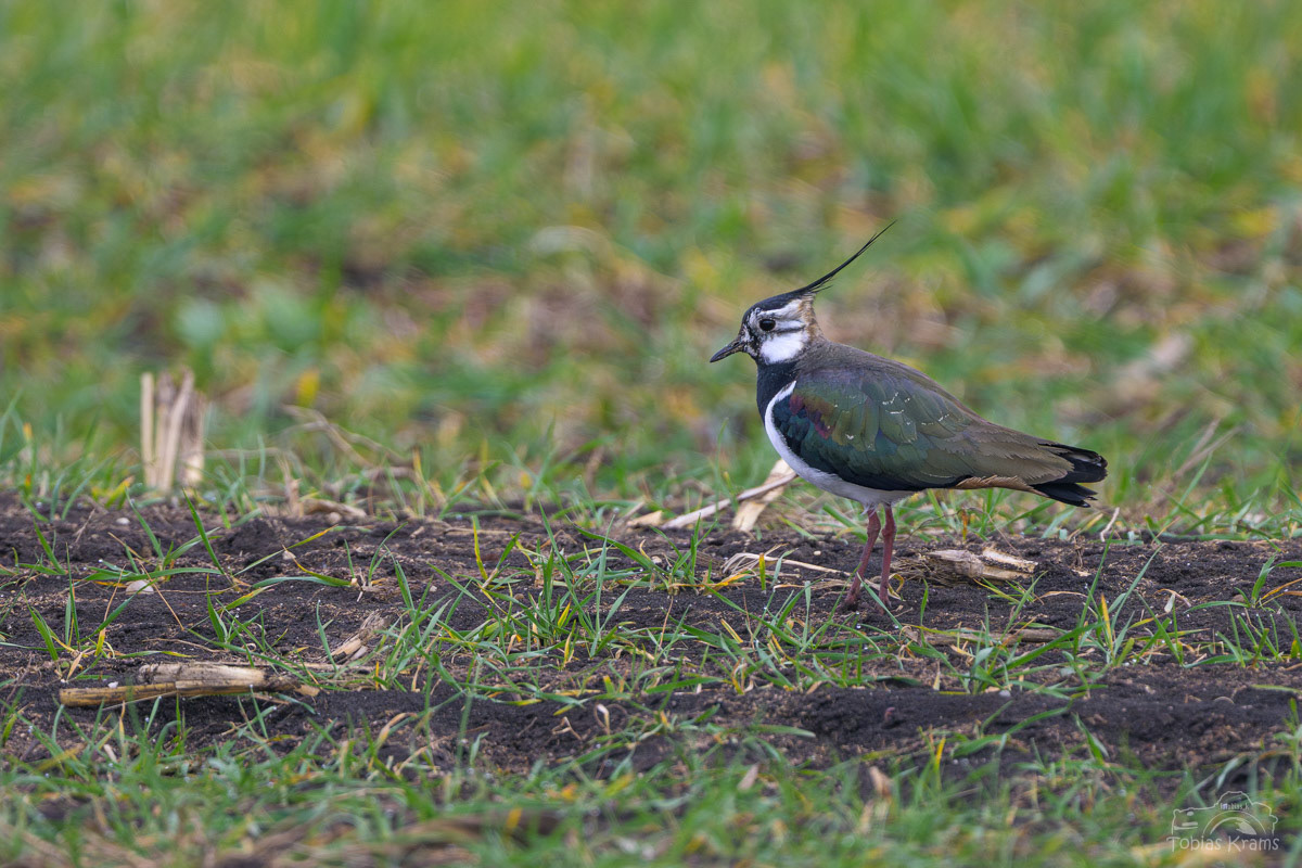 Kiebitz - Mettenbacher Moos