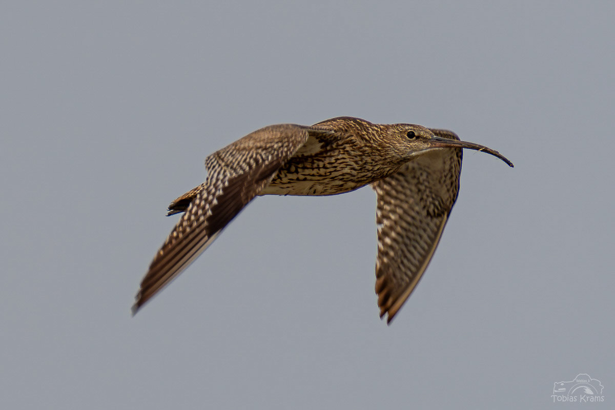 Großer Brachvogel - Mettenbacher Moos 2023