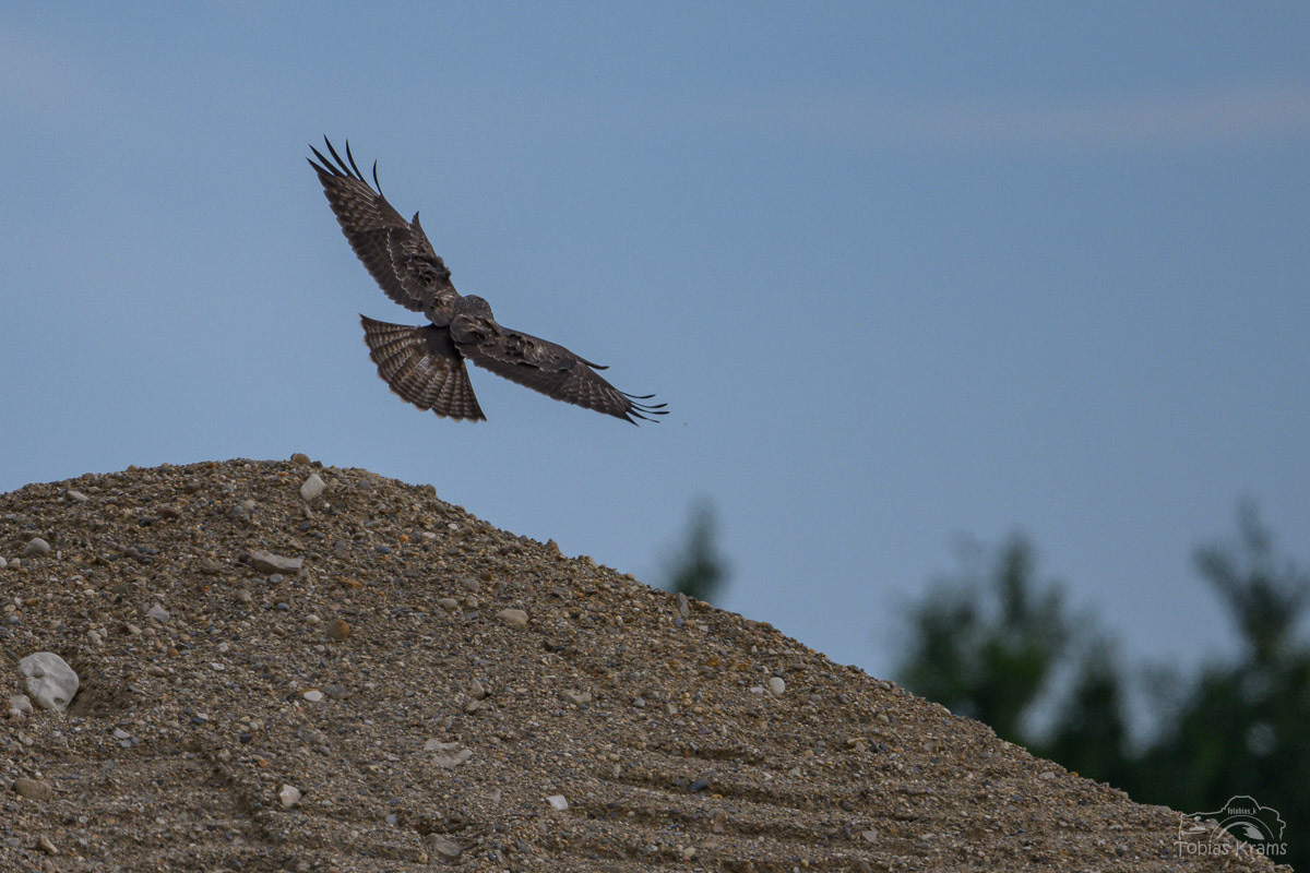 Landung - Mäusebussard - Mettenbach 2024