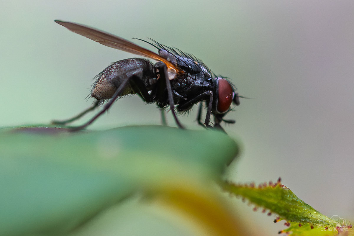 Stubenfliege - Mettenbach