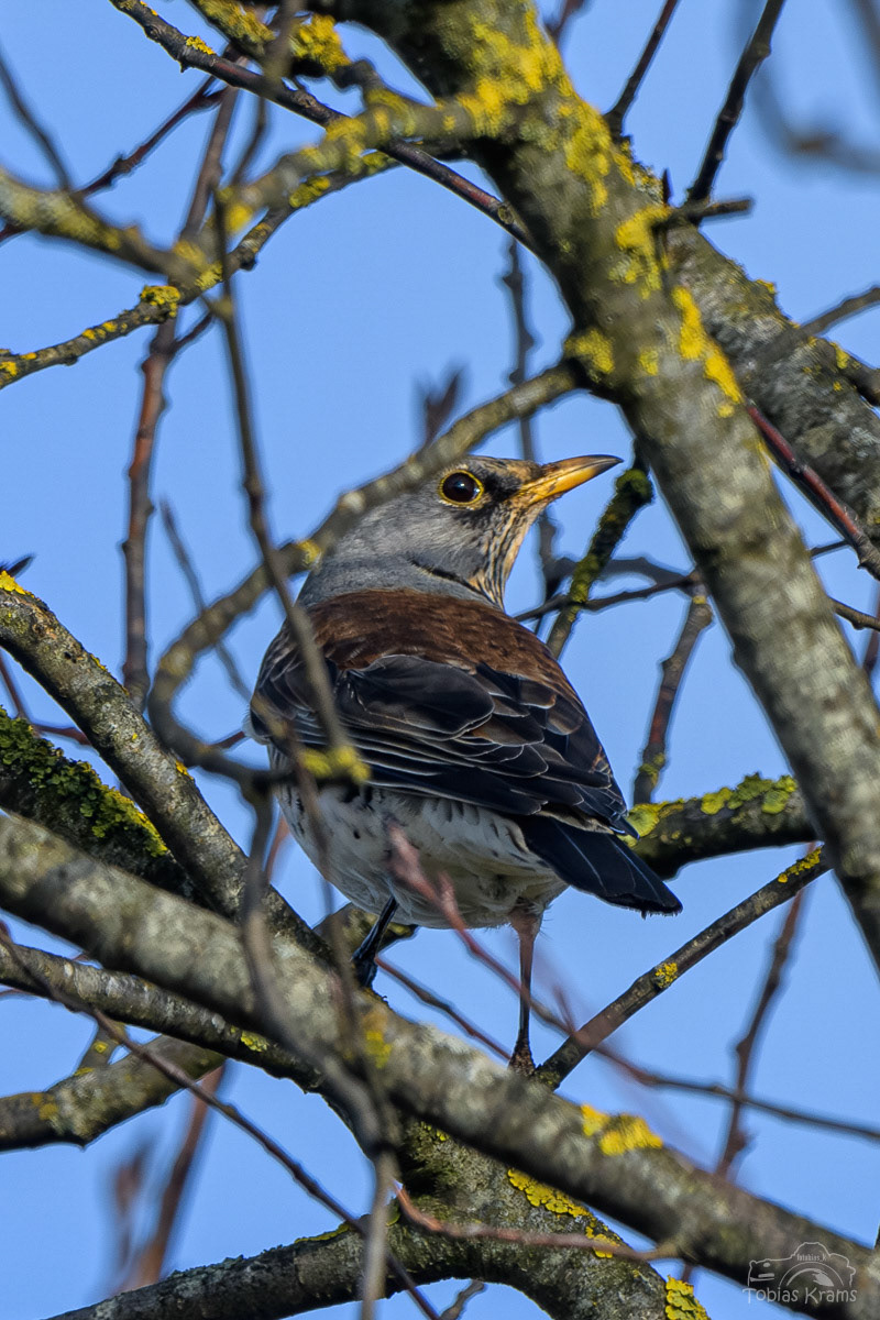 Wacholderdrossel - Mettenbacher Moos 2024